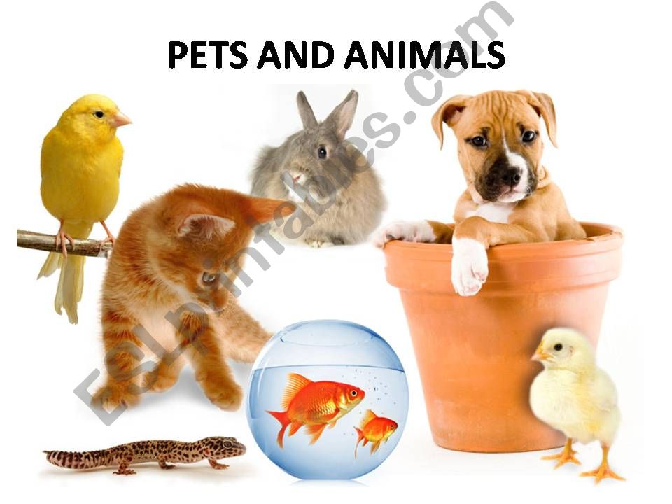 Pets and Animals powerpoint
