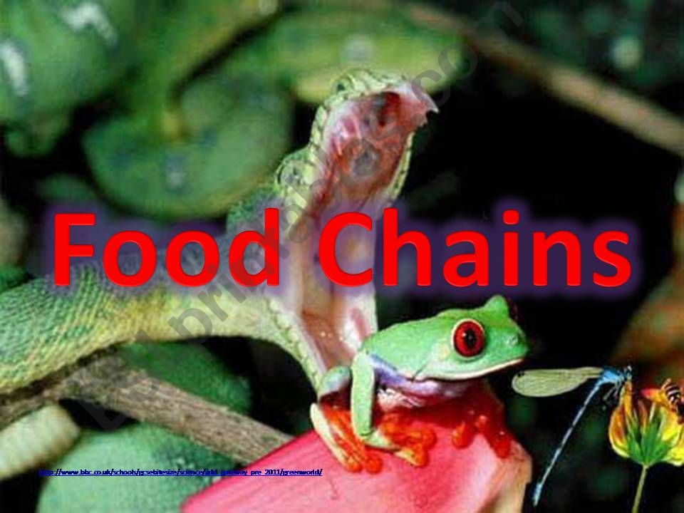 Food chains powerpoint
