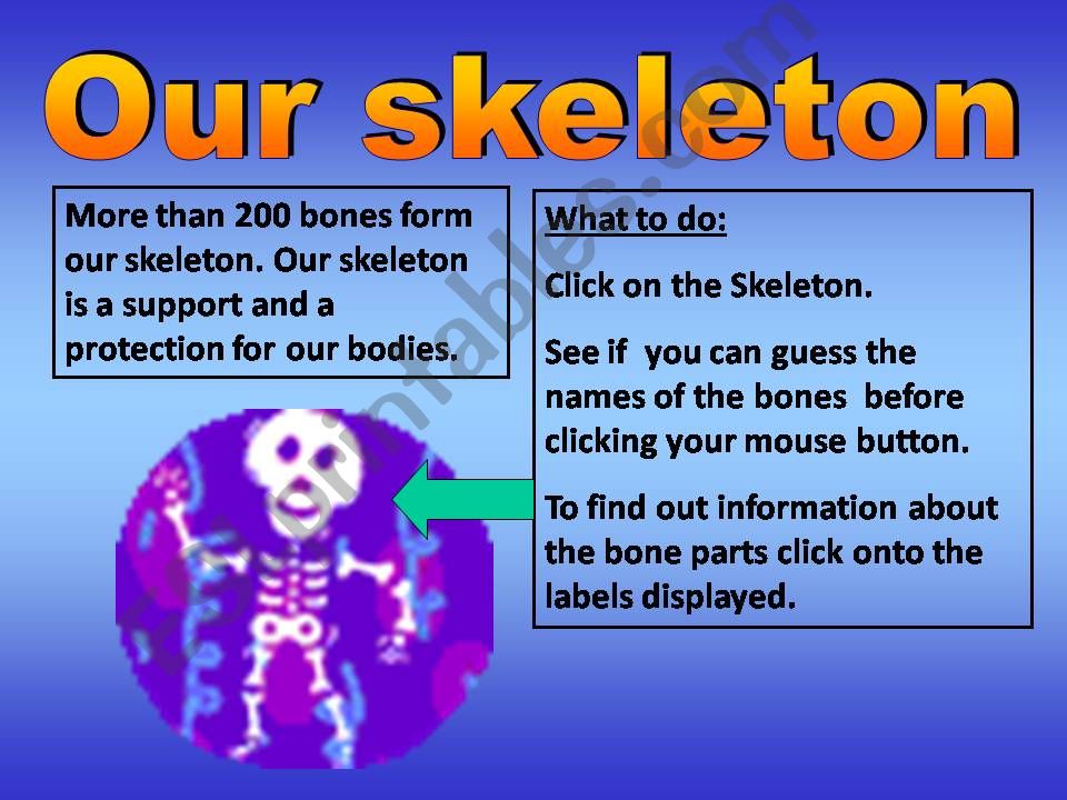 Our Skeleton powerpoint