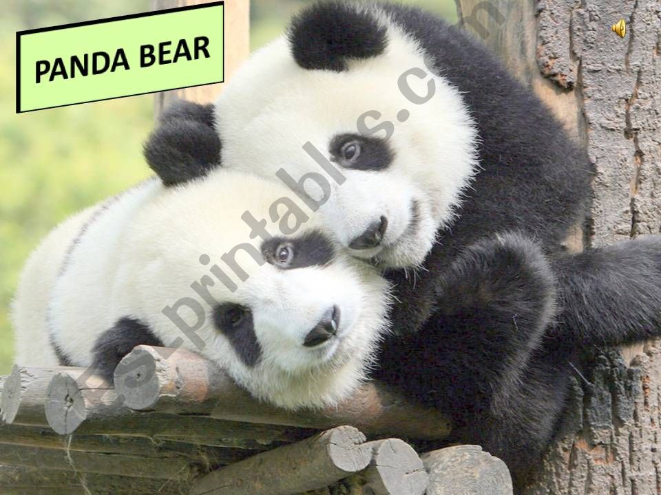 Panda bear  powerpoint