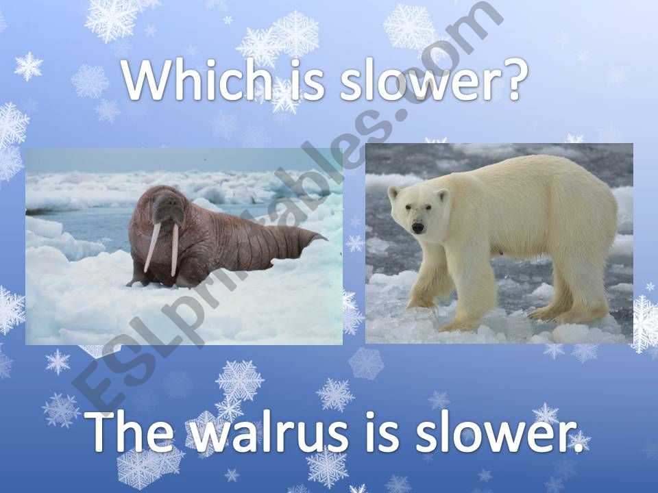 Arctic Animals Comparison 2 powerpoint