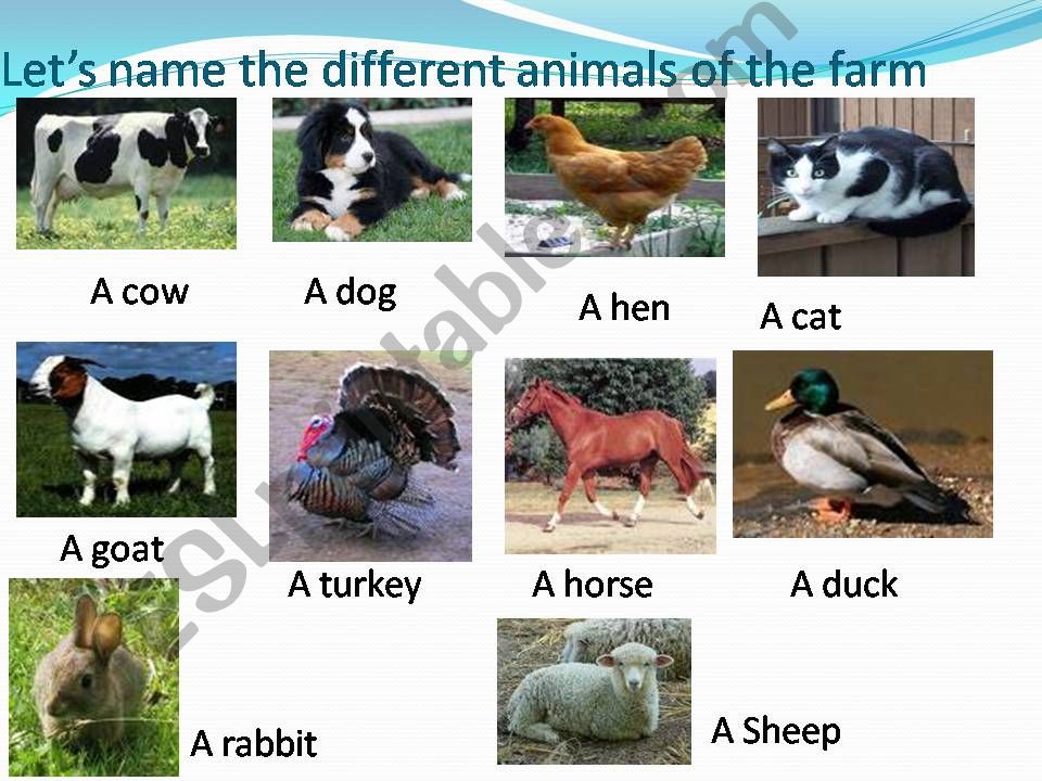 animals of the farm powerpoint