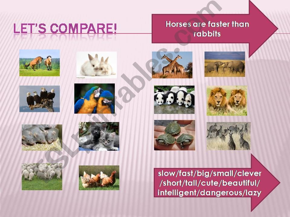 Lets compare! powerpoint