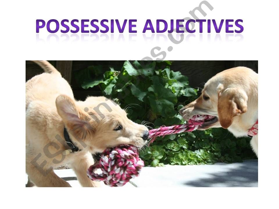 Possessive adjectives I powerpoint