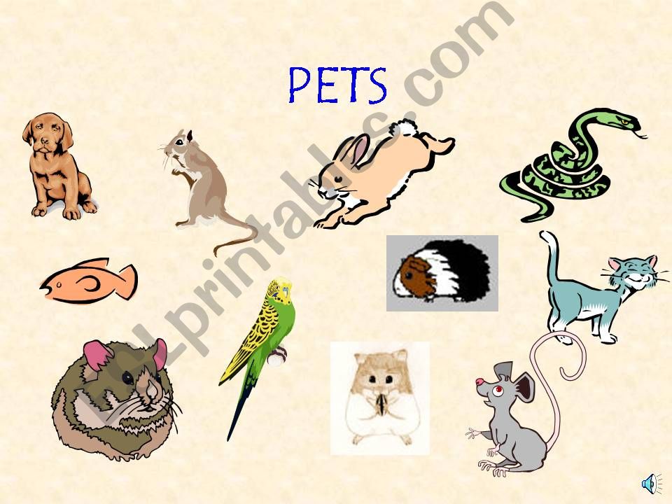 Animals and Pets powerpoint