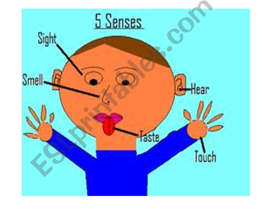 the five senses powerpoint