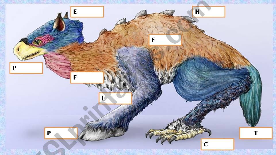 Animals body powerpoint