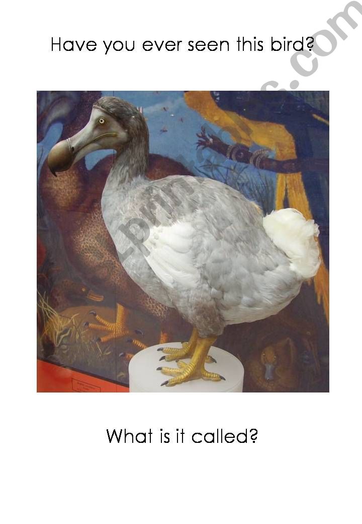 ESL - English PowerPoints: Extinct Animals ESL - English PowerPoints: Extinct Animals