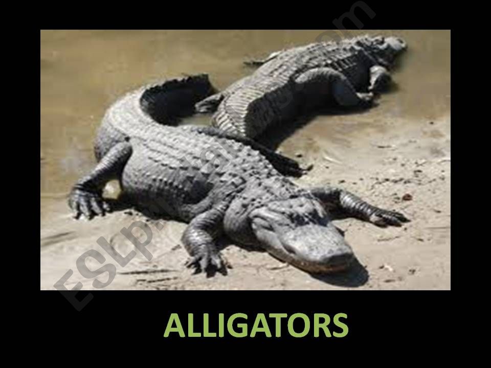 Alligators powerpoint