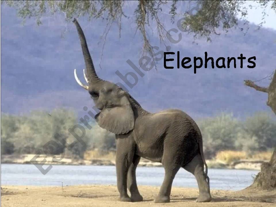 Elephants powerpoint