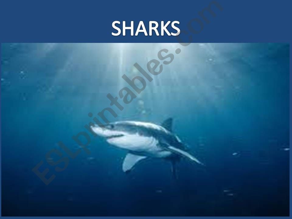 Sharks powerpoint