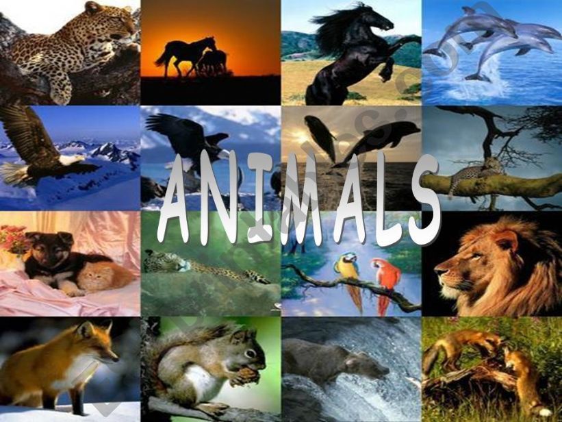 animals1 powerpoint