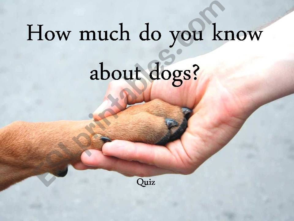 Quiz - How much do you know about dogs?