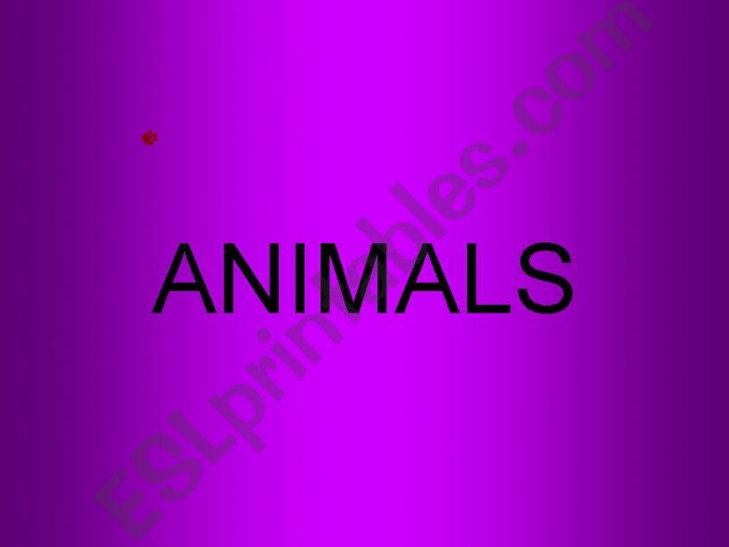 Animals powerpoint