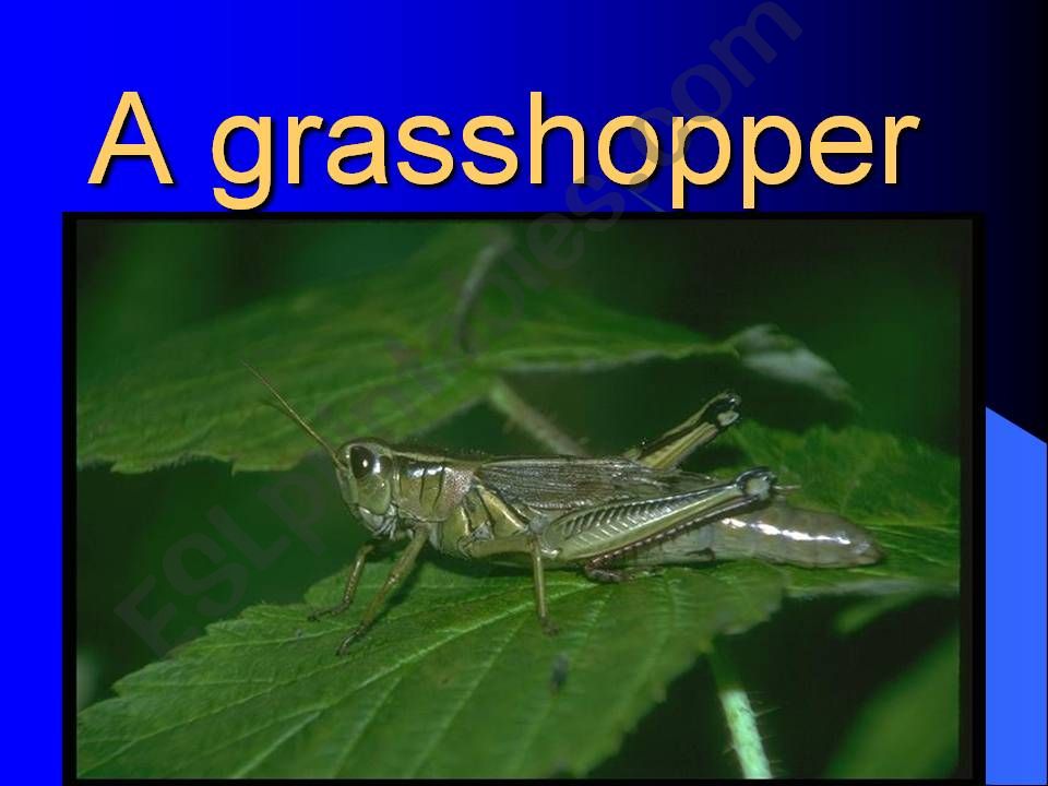 insects powerpoint