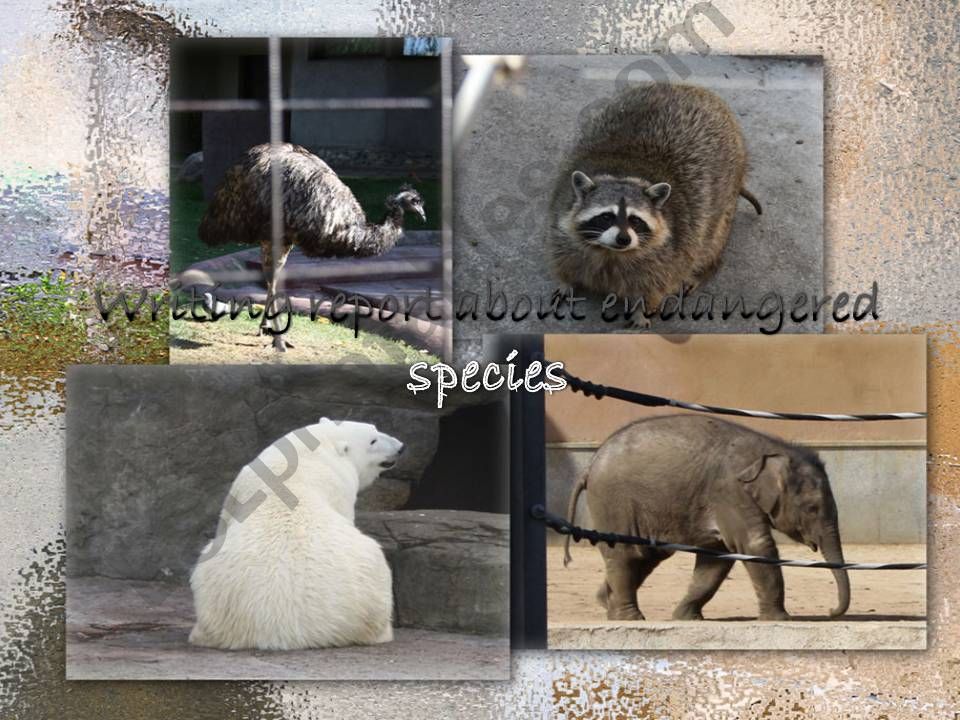 Writing reports about endangered species