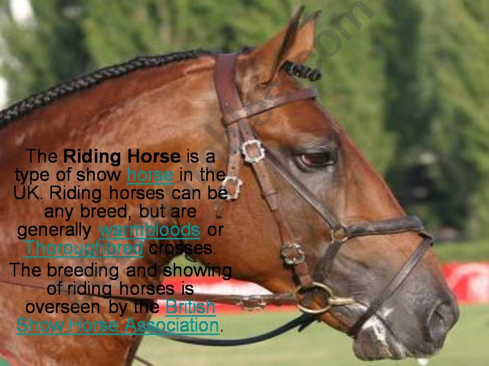 Kinds of Sports. Horse Riding powerpoint