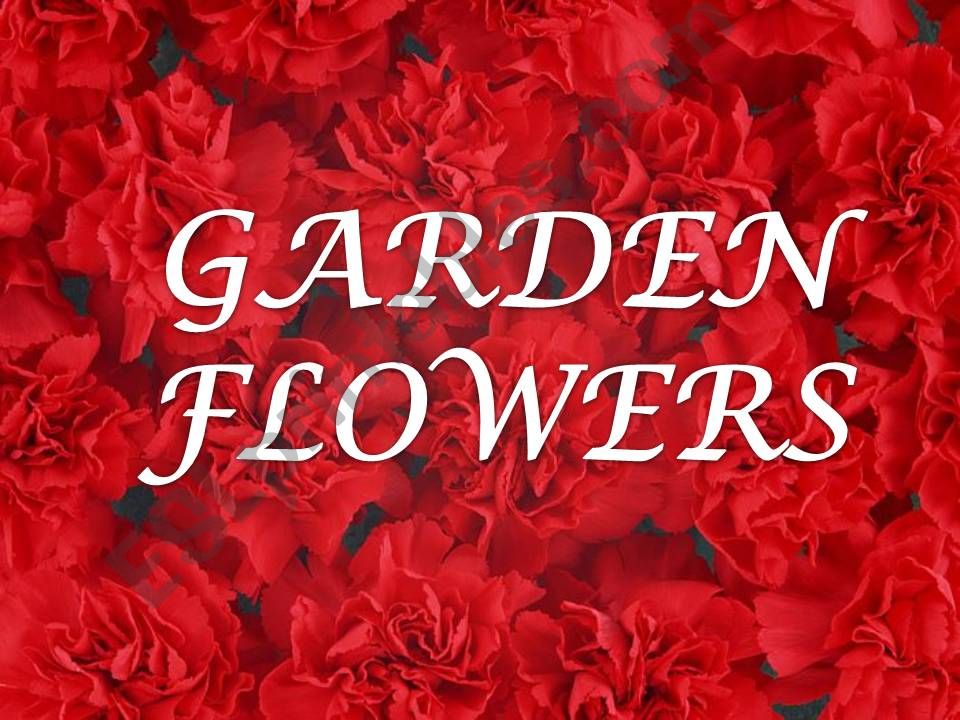 GARDEN FLOWERS powerpoint