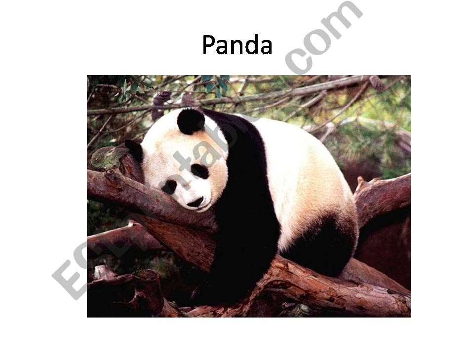 Conversation topic: Endangered Animals