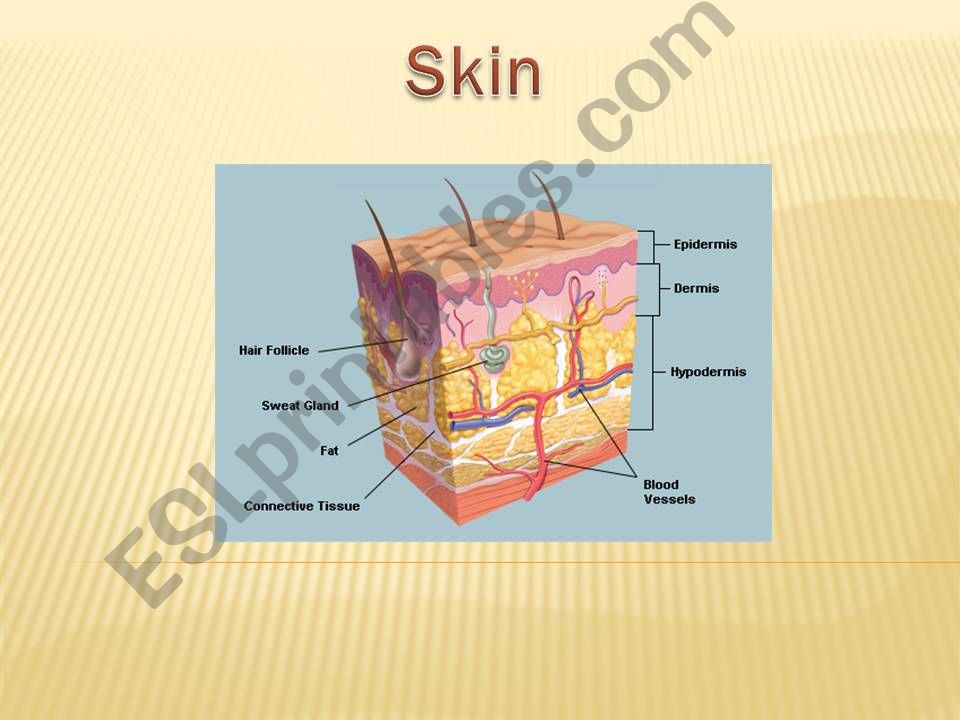 The skin 1 powerpoint