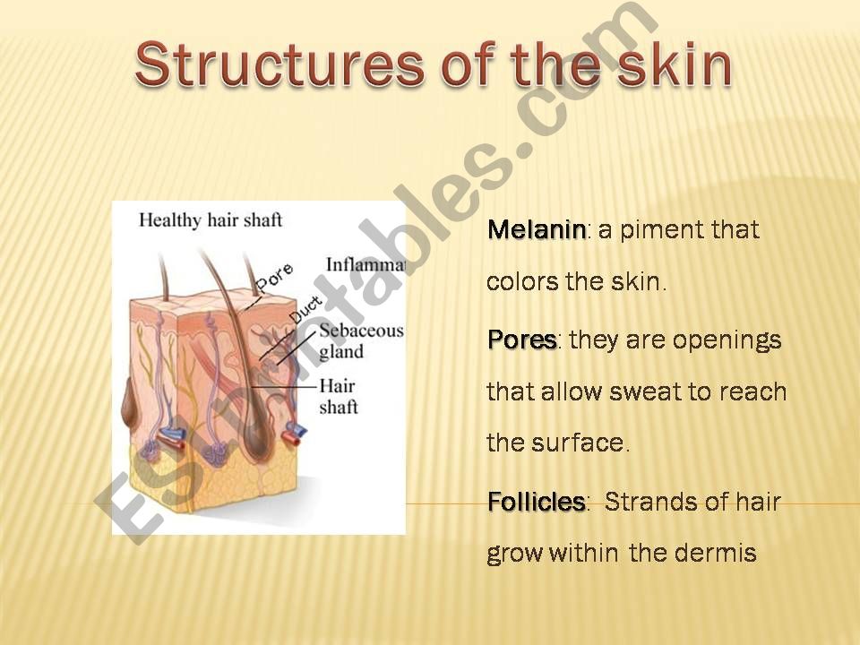 The skin 3 powerpoint