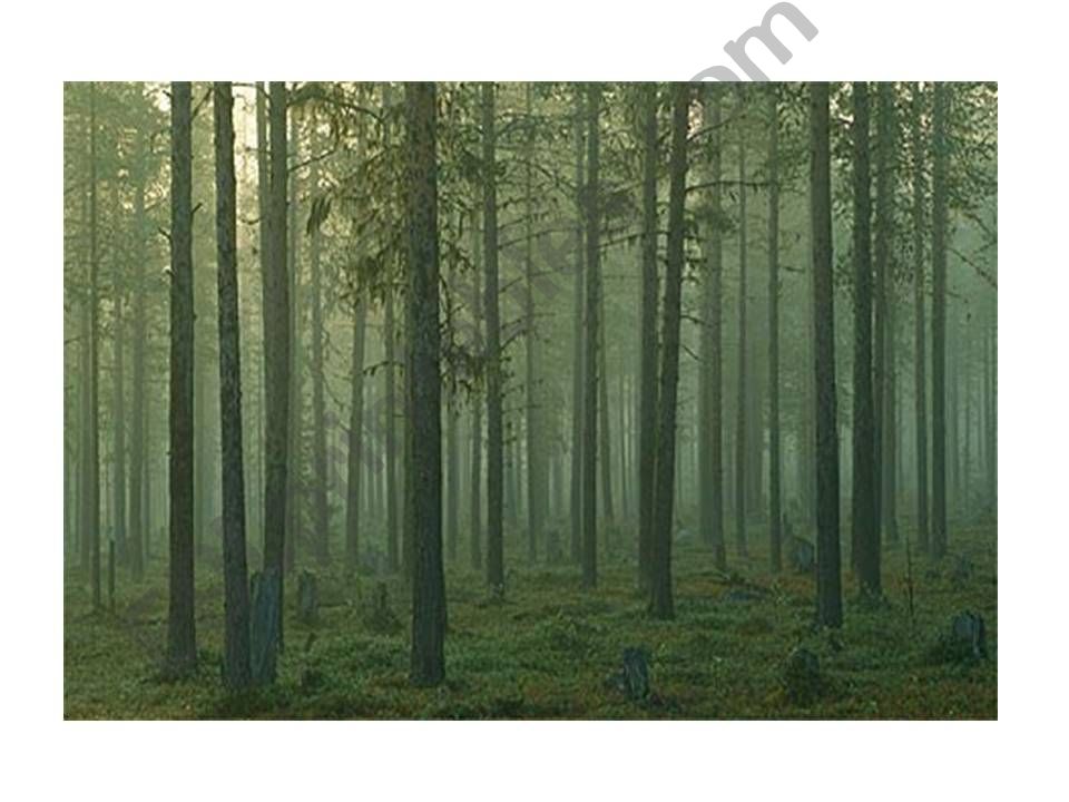 Forest - Flashcards powerpoint