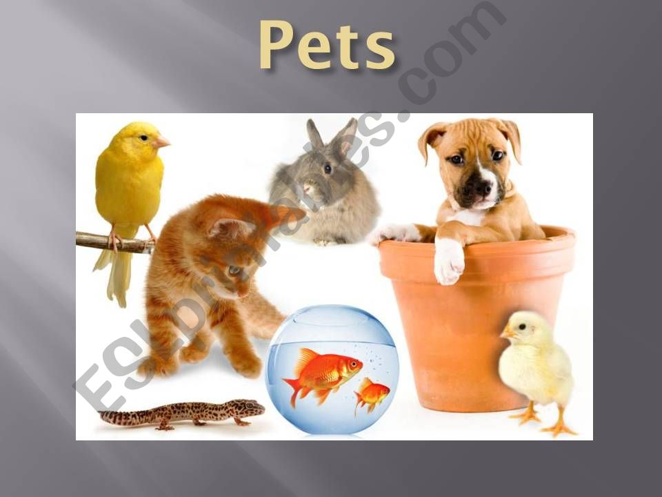 Pets powerpoint