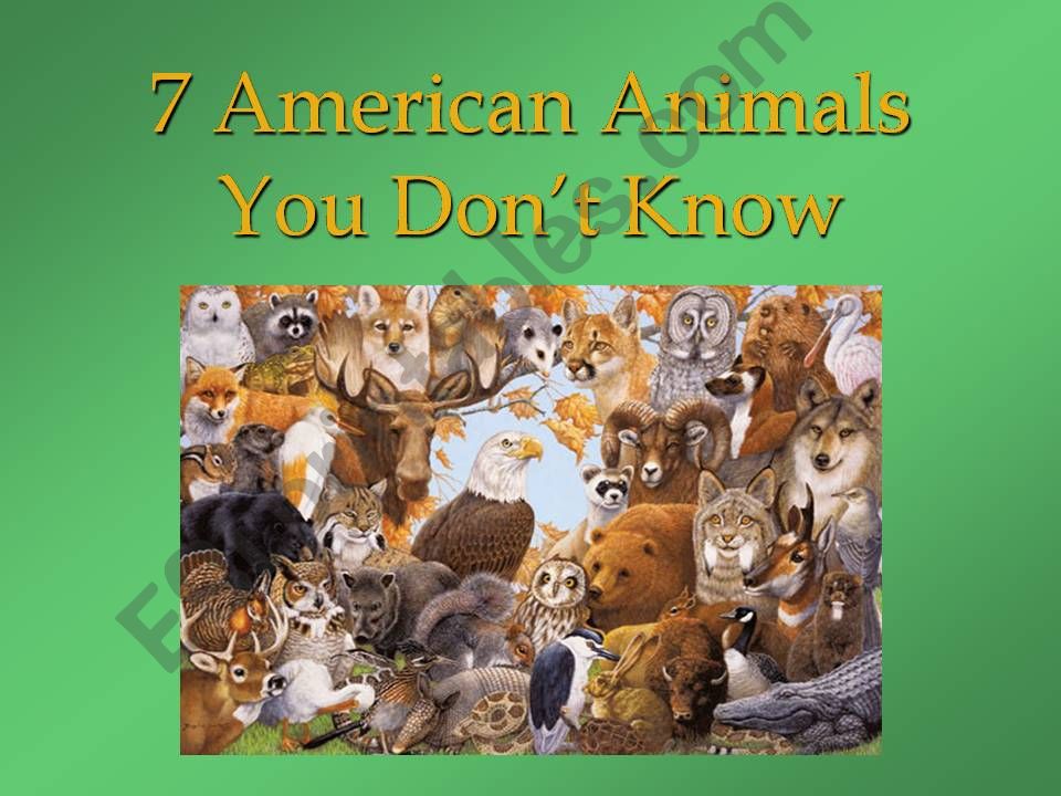 American animals which you dont know