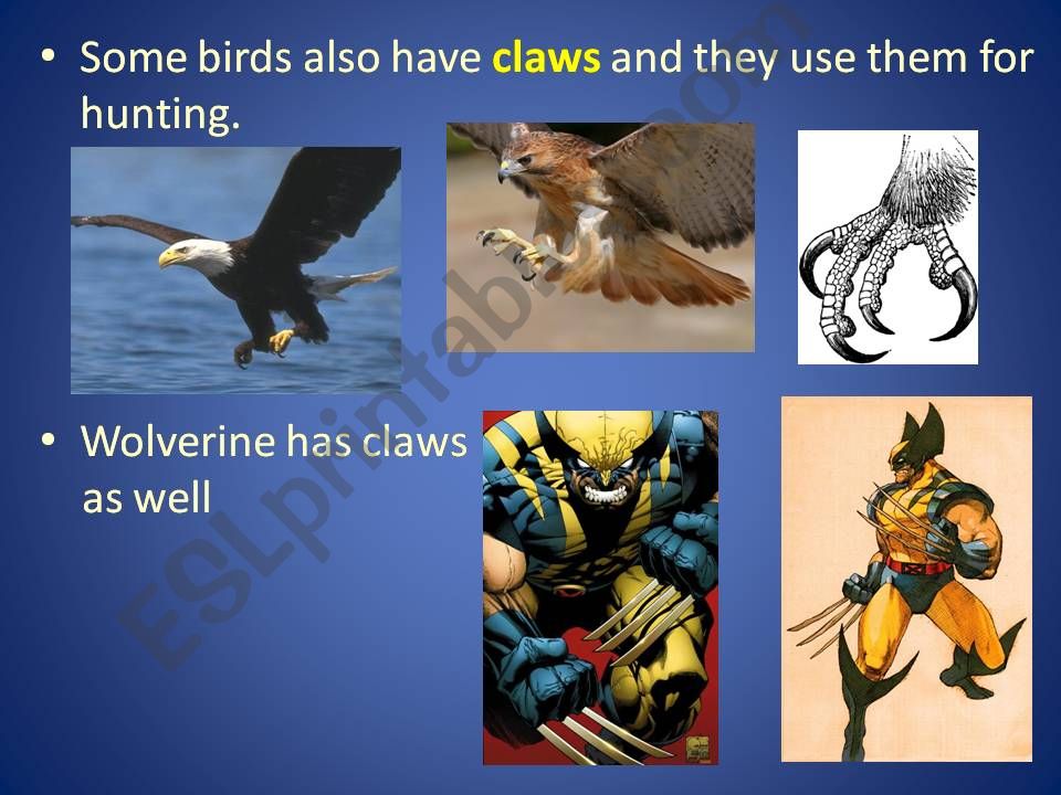 Animal Parts, Part 2 powerpoint