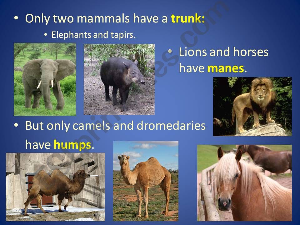 Animal Parts, Part 3 powerpoint