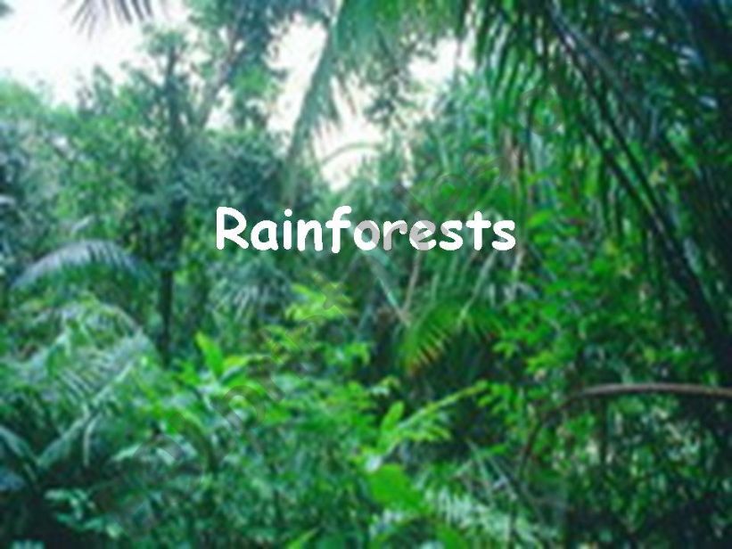 Rain Forests Students Project
