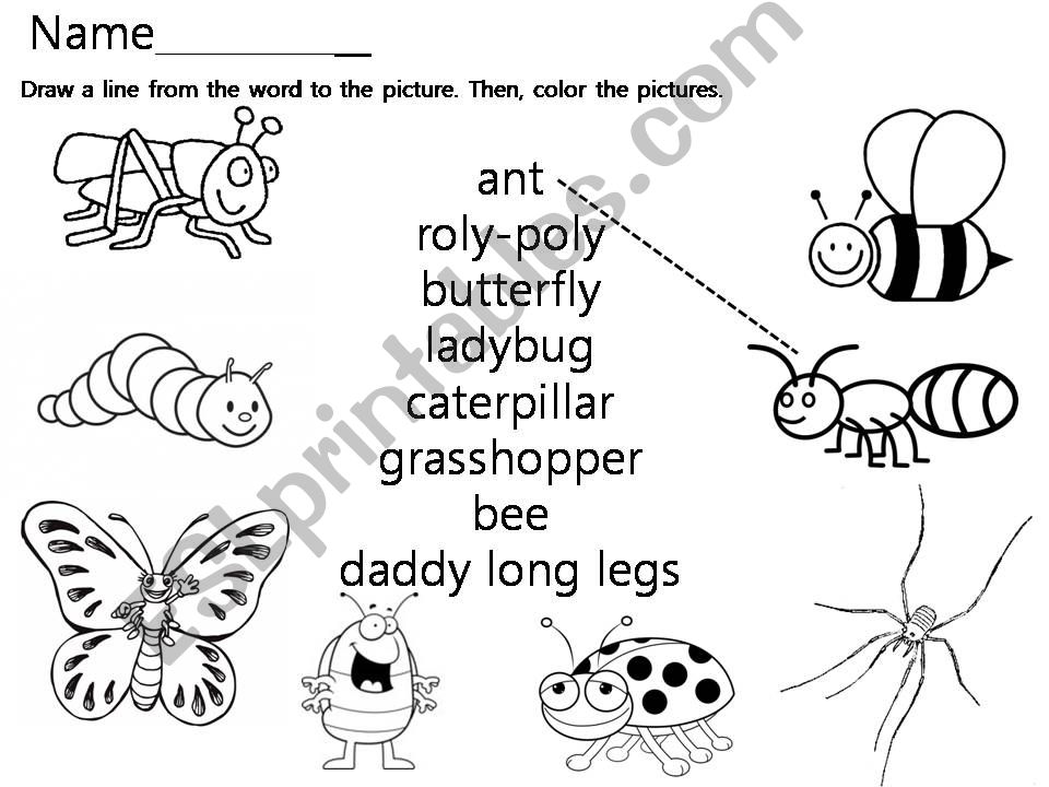Bugs  powerpoint