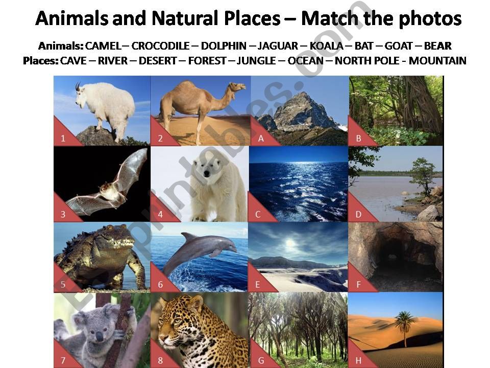 animals and natural places powerpoint