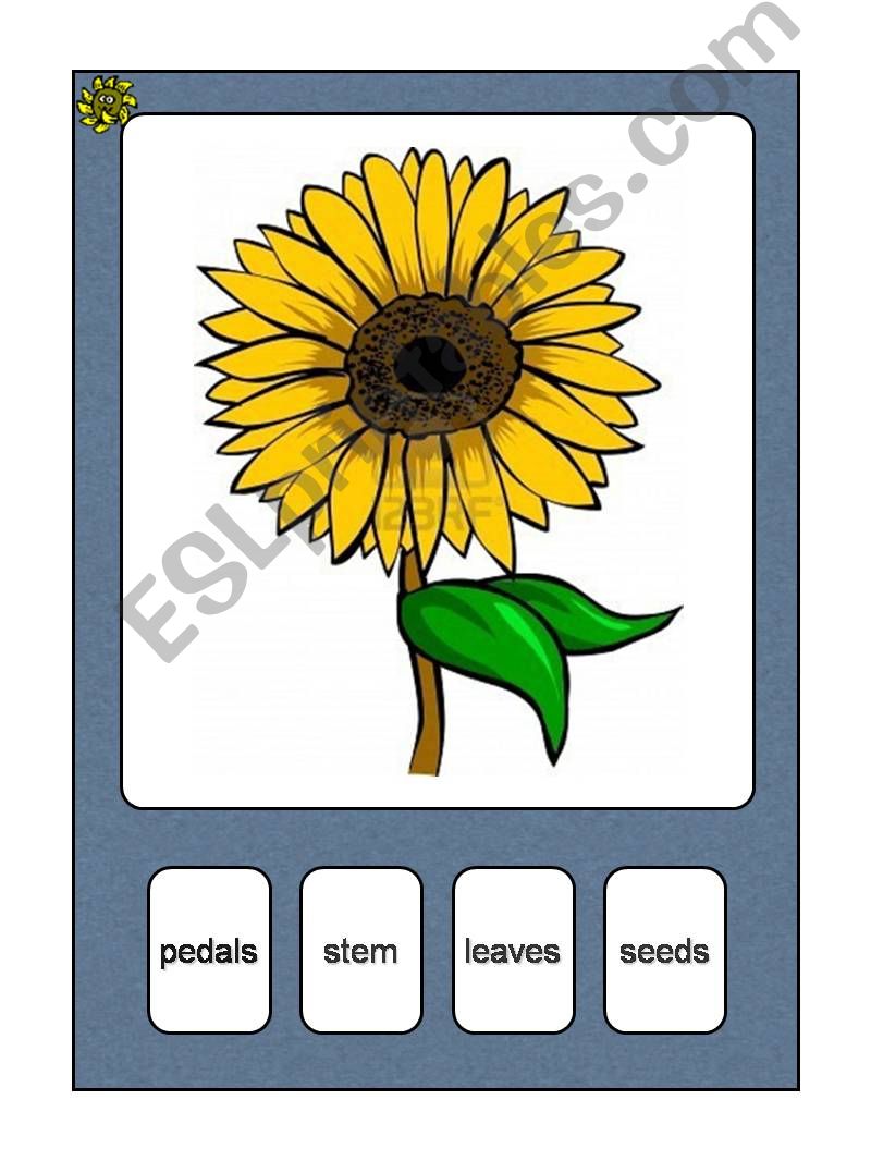 Sunflower parts  powerpoint