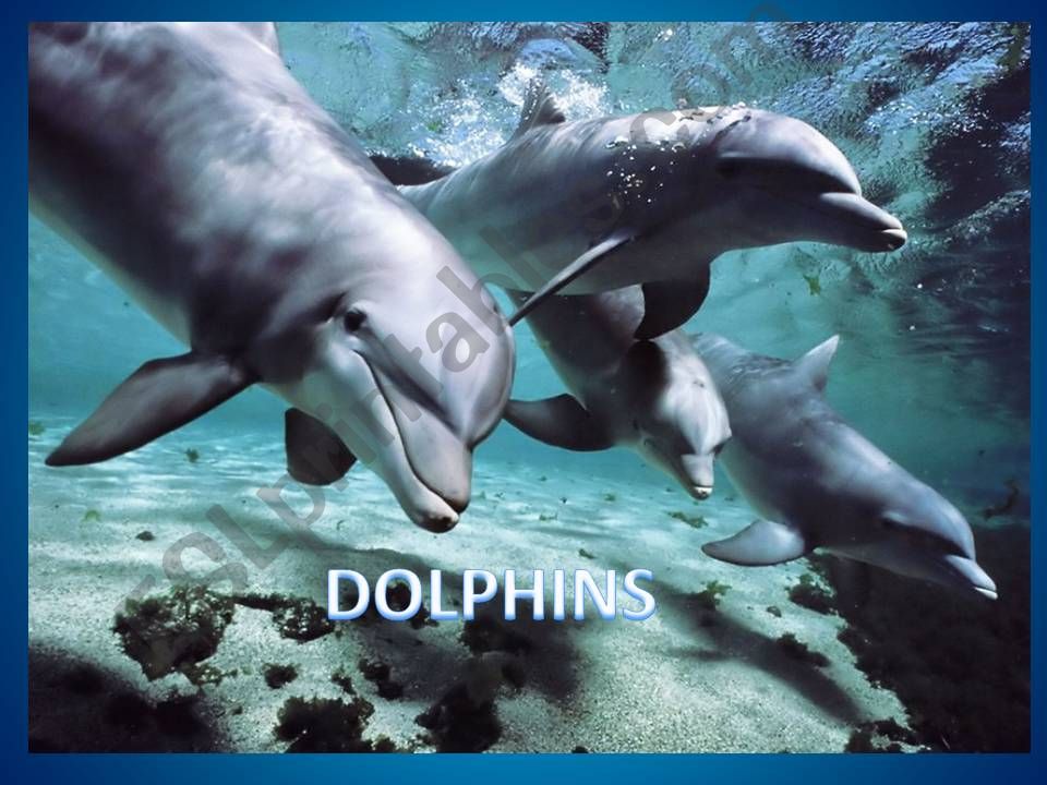 Dolphins powerpoint