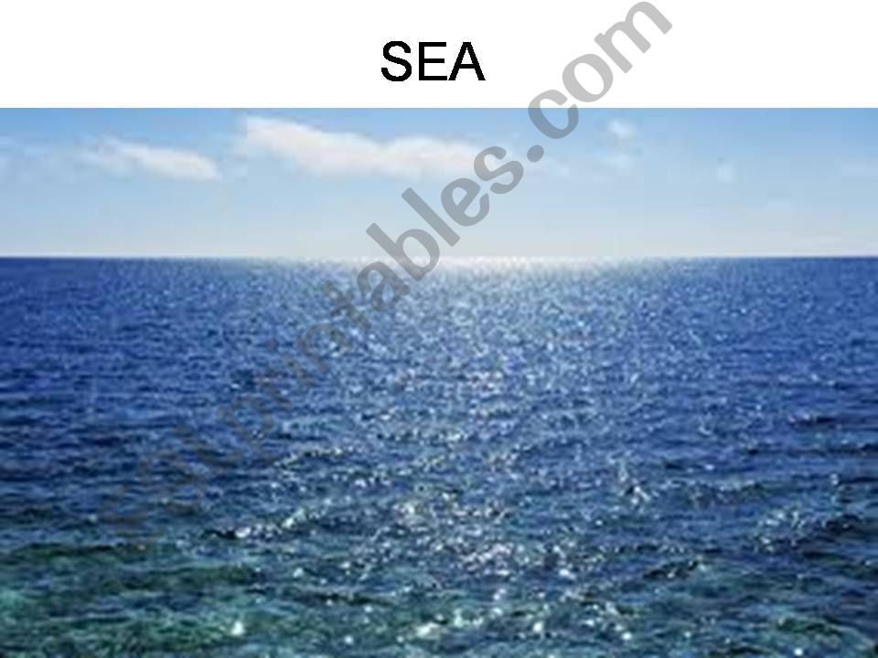 sea animals powerpoint