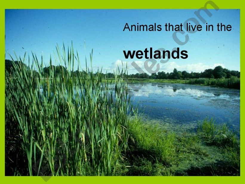 wetland animals powerpoint