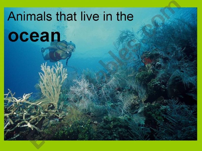 ocean animals powerpoint