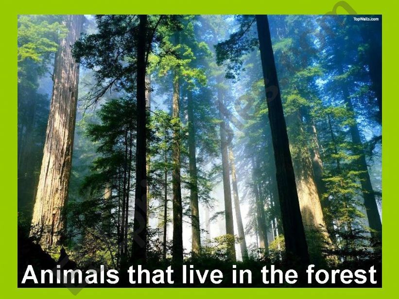forest animals powerpoint