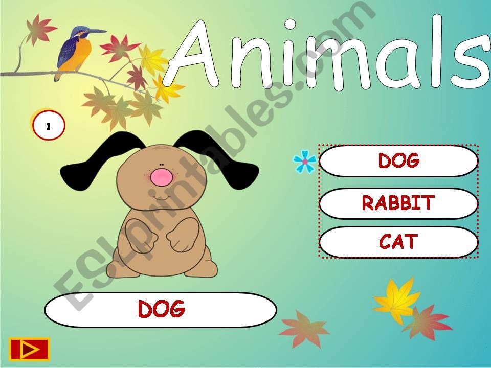 Animals powerpoint