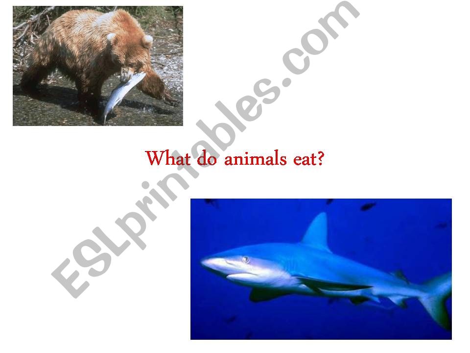 what wild animals eat powerpoint
