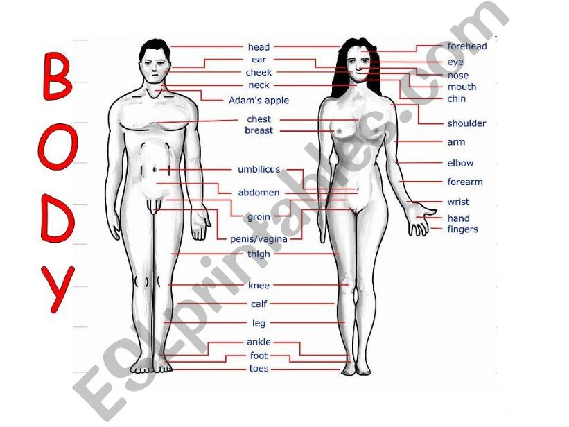 HUMAN BODY powerpoint