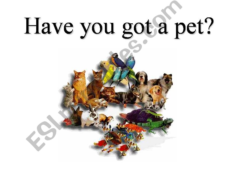 Have you got a pet? powerpoint