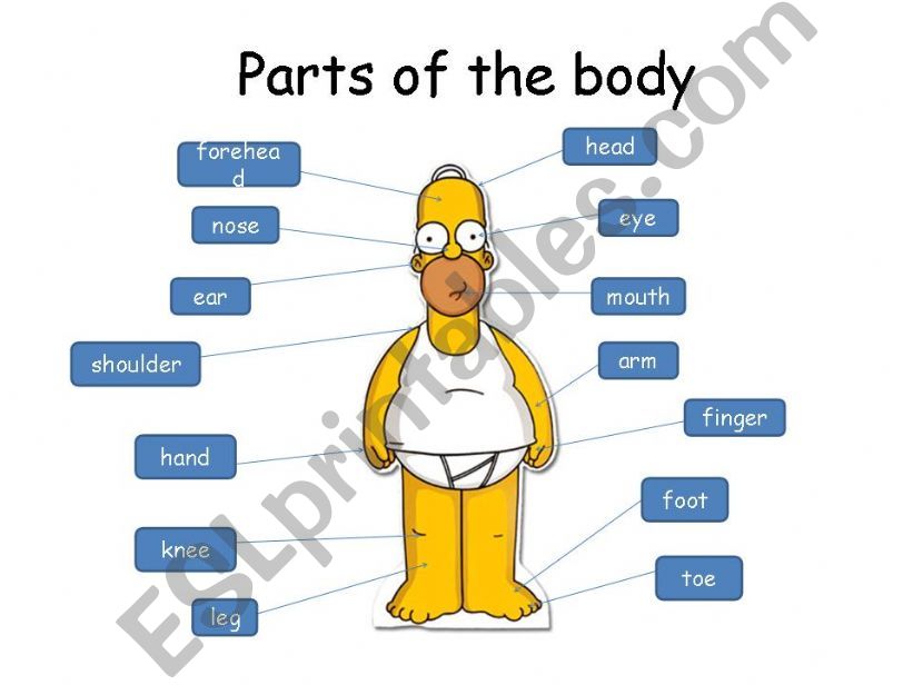 parts of the body powerpoint