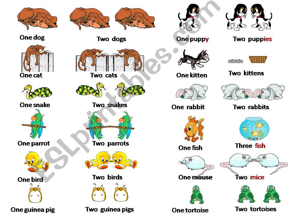 Can you name these pets? powerpoint