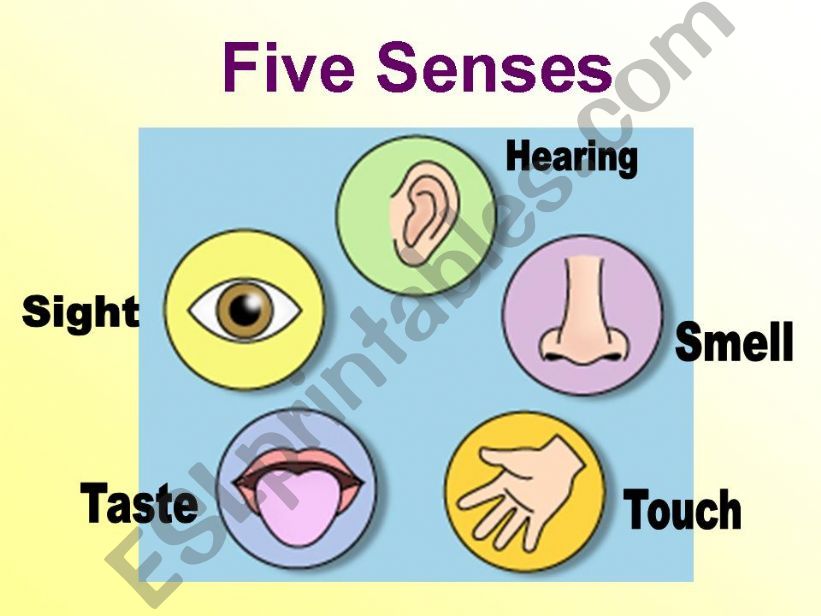 Five Senses 1 powerpoint