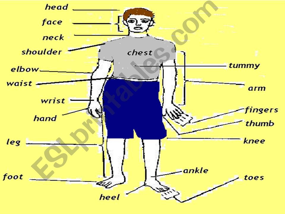 parts of the body powerpoint