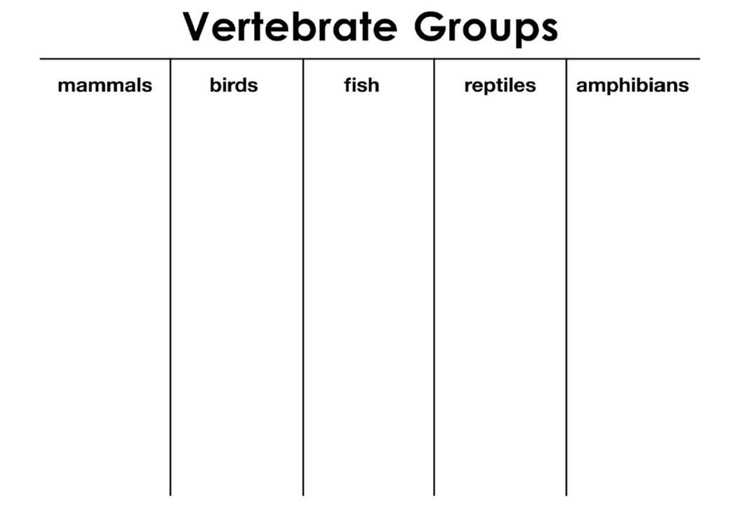 ANIMAL CLASSIFICATION SORTING GAME 1/3