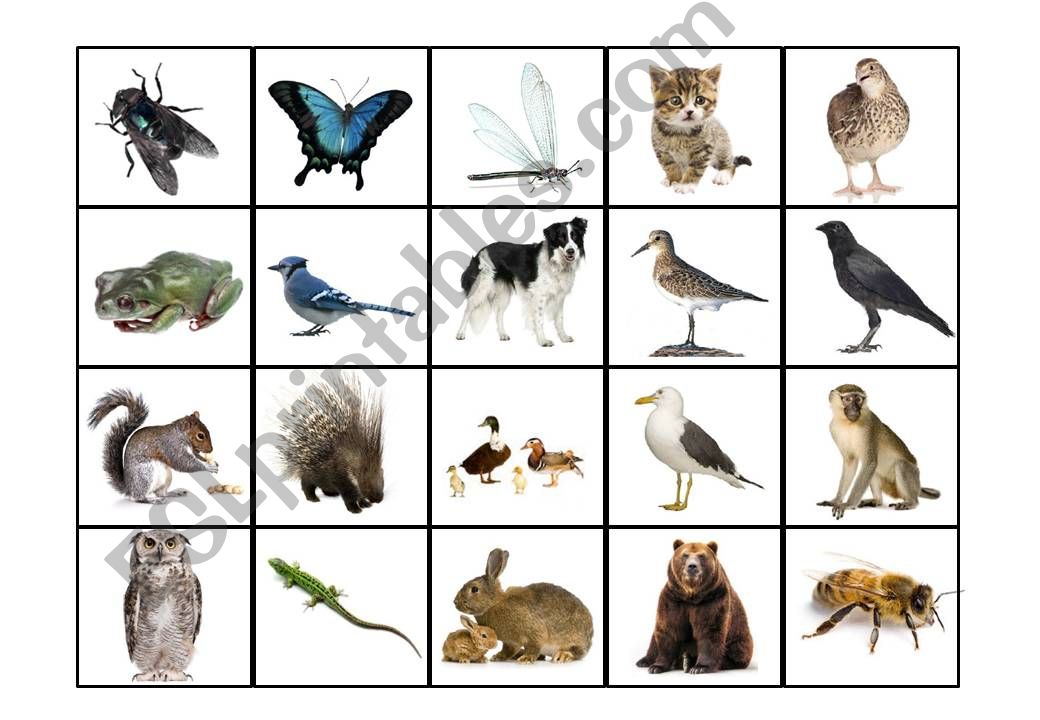 ANIMAL CLASSIFICATION SORTING GAME 2/3