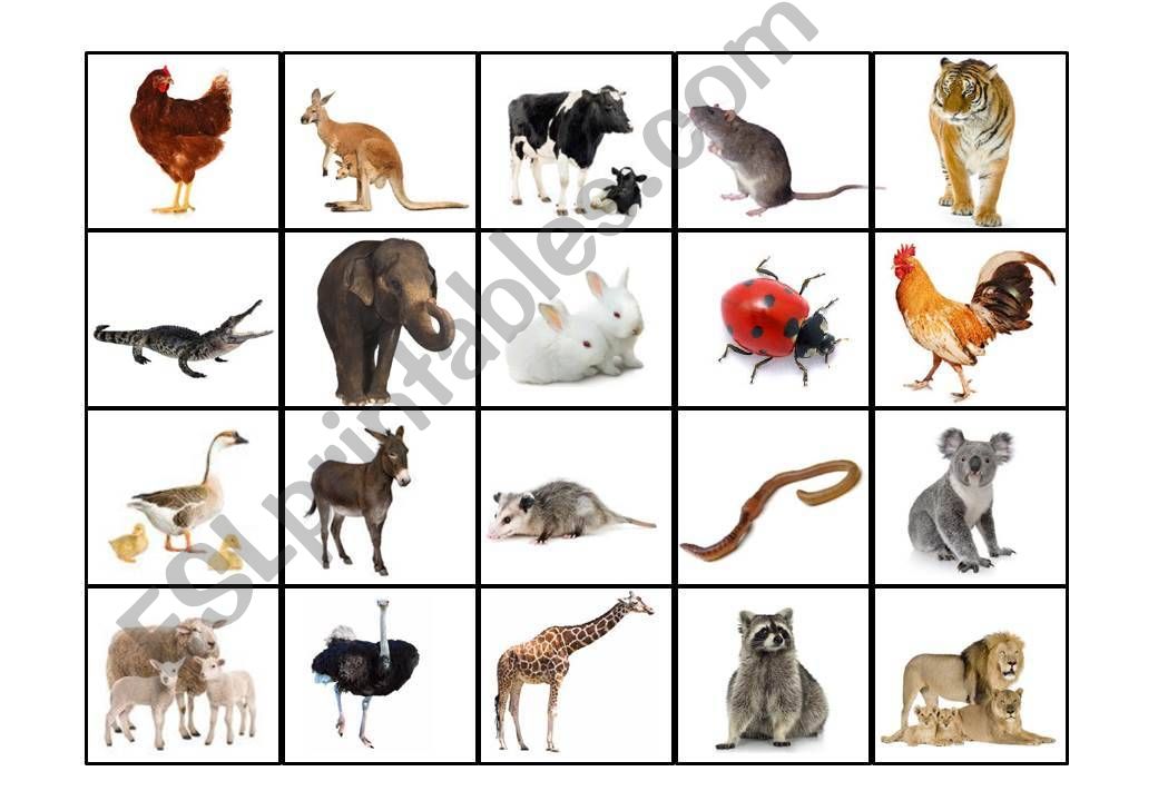 ANIMAL CLASSIFICATION SORTING GAME 3/3